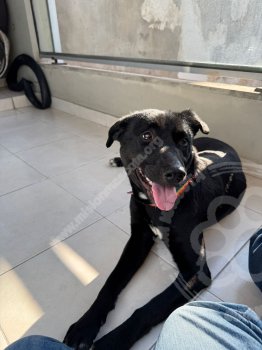 Foto de Mascota Perdida