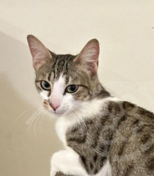 Foto de Mascota Encontrada