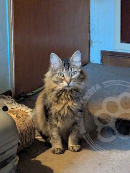 Foto de Mascota Encontrada