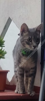 Foto de Mascota Encontrada