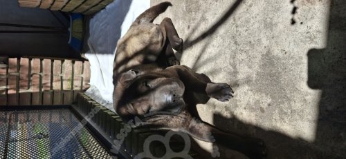 Foto de Mascota Encontrada