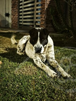 Foto de Mascota Encontrada