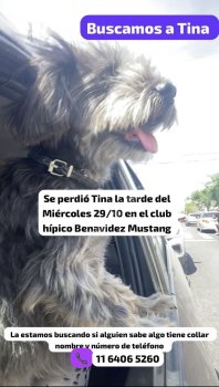 Foto de Mascota Extraviada