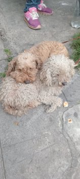 Foto de Mascota Encontrada