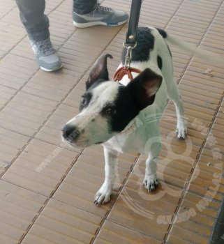 Foto de Mascota Encontrada