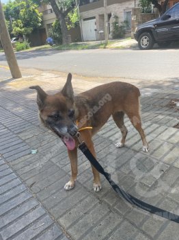 Foto de Mascota Encontrada