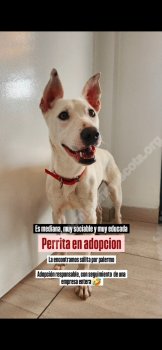Foto de Mascota Encontrada