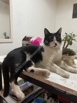 Foto de Mascota Perdida