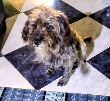 Foto de Mascota Encontrada