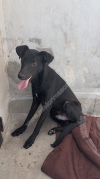 Foto de Mascota Encontrada