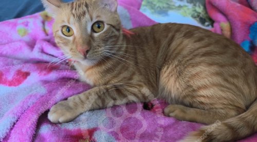 Foto de Mascota Extraviada