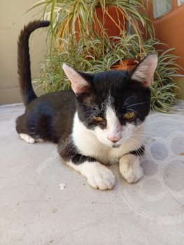 Foto de Mascota Encontrada