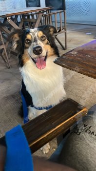 Foto de Mascota Extraviada