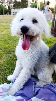 Foto de Mascota Extraviada