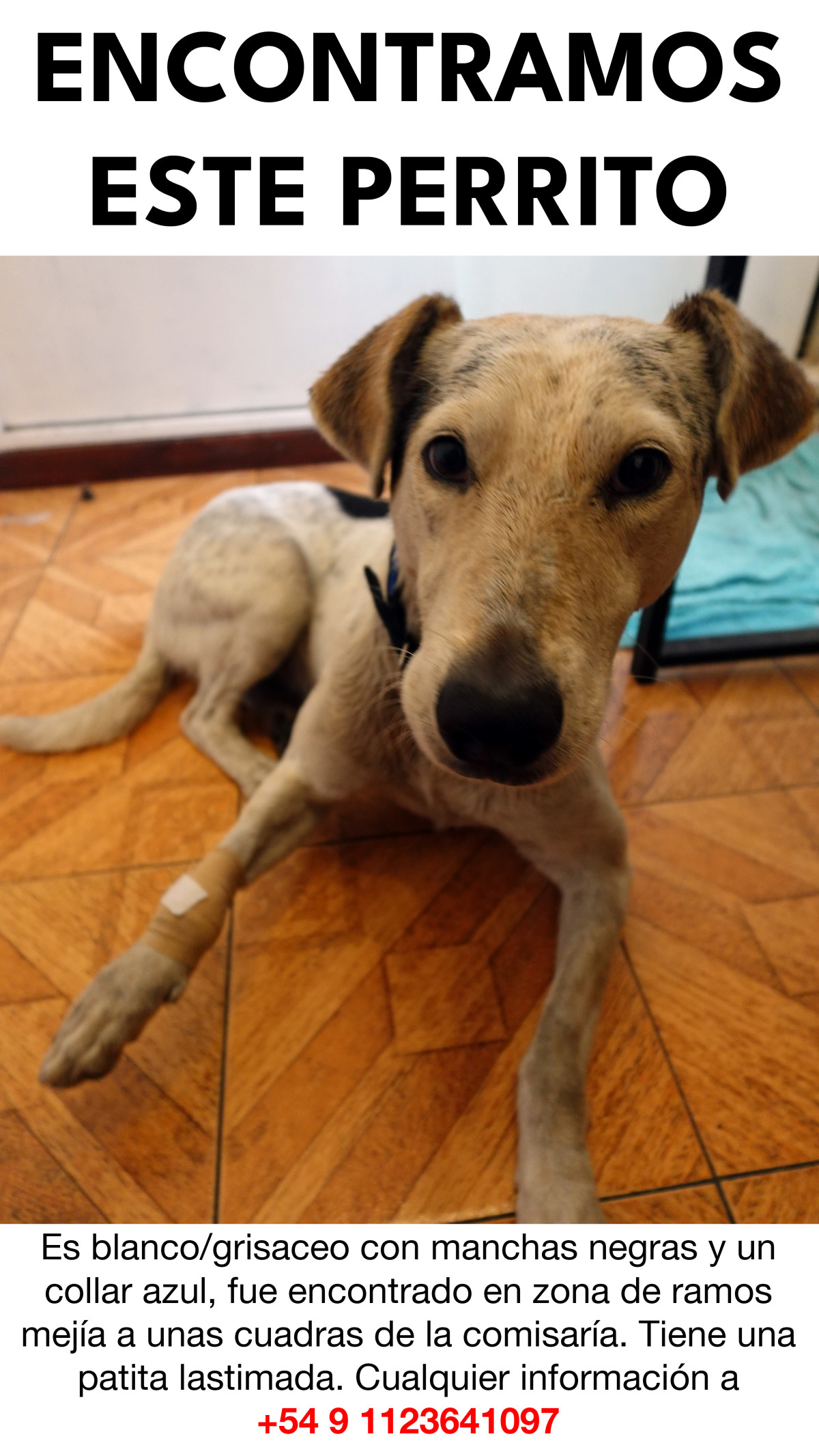 Foto de Mascota Encontrada
