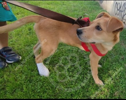 Foto de Mascota Extraviada