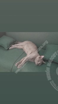 Foto de Mascota Extraviada