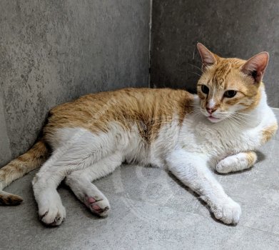 Foto de Mascota Encontrada