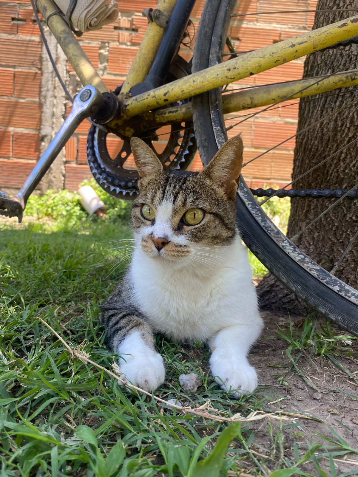 Foto de Mascota Extraviada