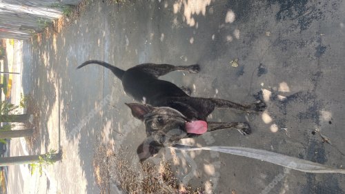 Foto de Mascota Encontrada