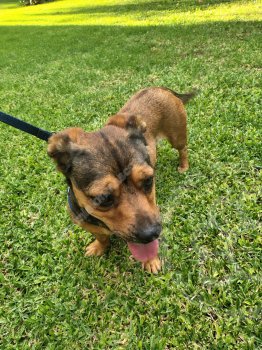 Foto de Mascota Encontrada