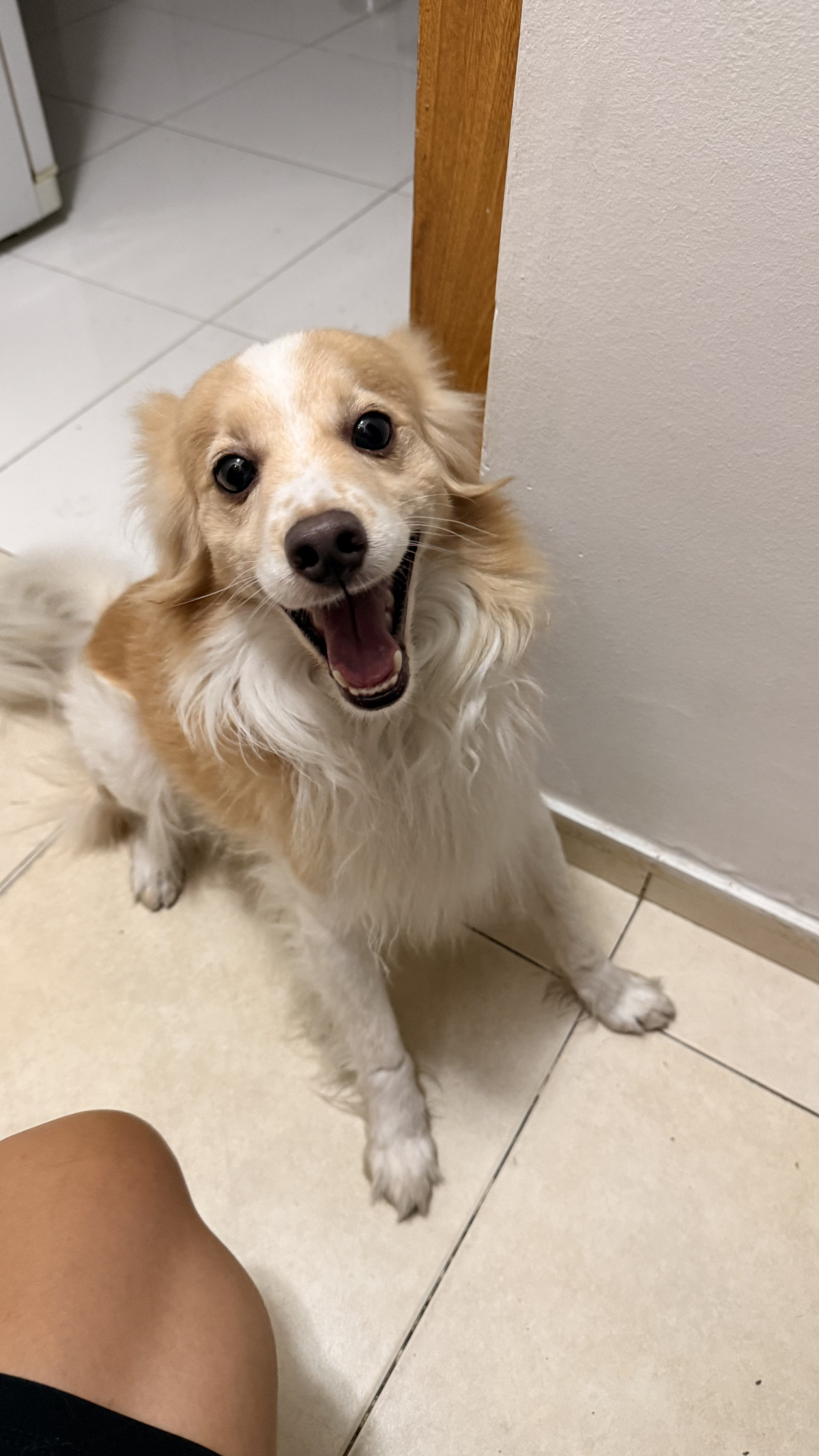 Foto de Mascota Encontrada