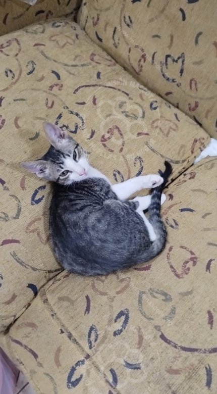Mascota avistada