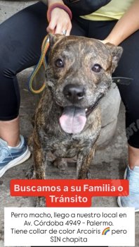 Foto de Mascota Encontrada