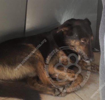 Foto de Mascota Extraviada