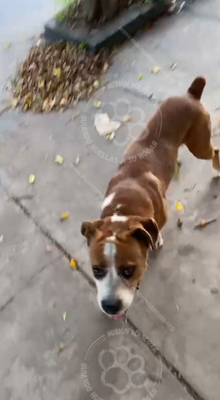 Mascota avistada