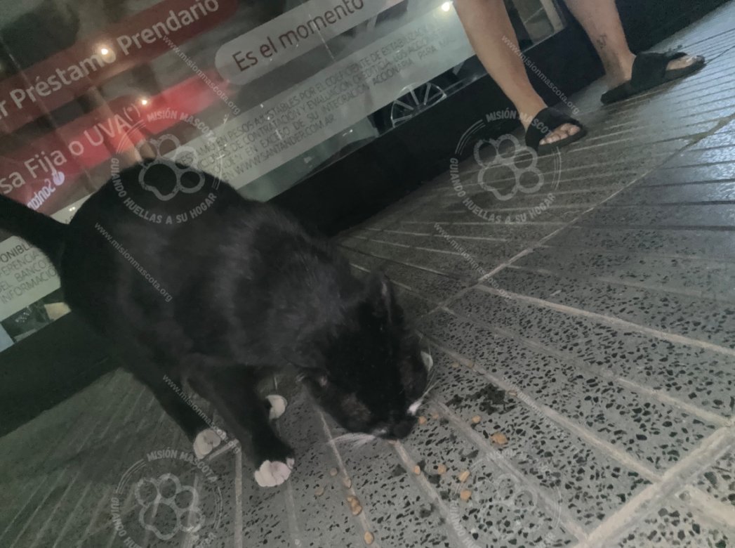 Mascota avistada