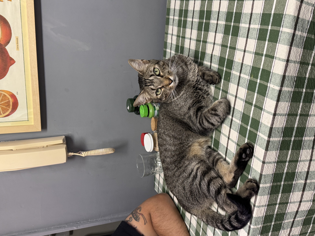 Foto de Mascota Encontrada