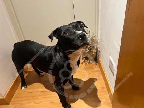 Foto de Mascota Encontrada