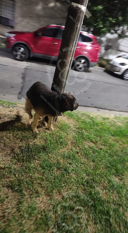 Mascota avistada