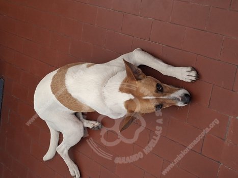 Foto de Mascota Encontrada