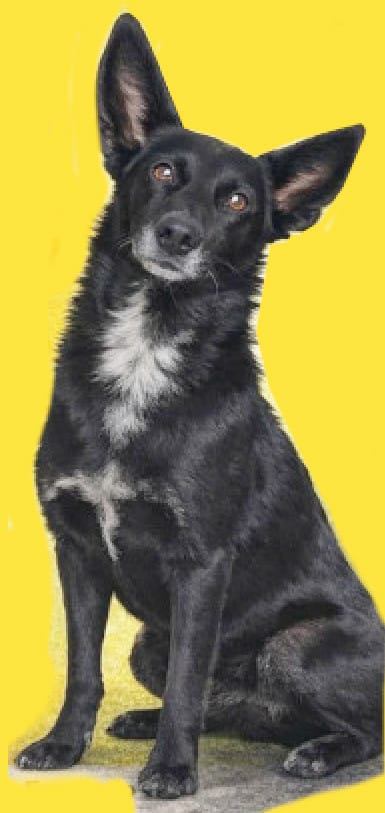 Foto de Mascota Extraviada