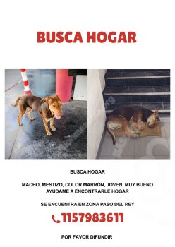 Foto de Mascota Encontrada