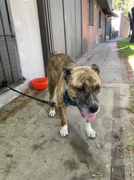 Foto de Mascota Encontrada