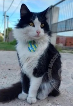 Foto de Mascota Extraviada