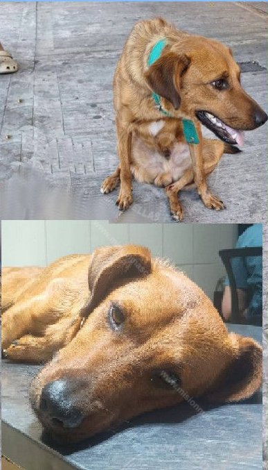 Mascota avistada