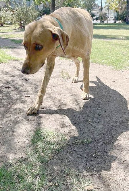 Mascota avistada