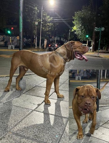 Mascota avistada
