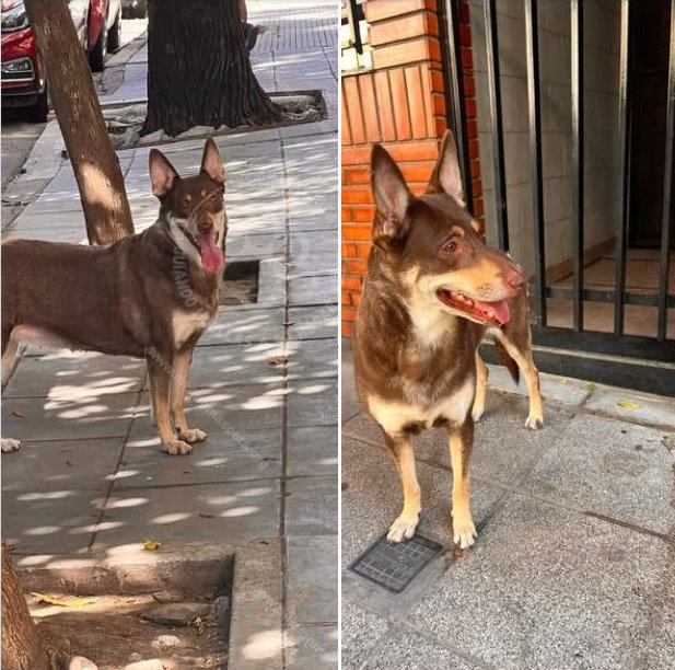 Mascota avistada