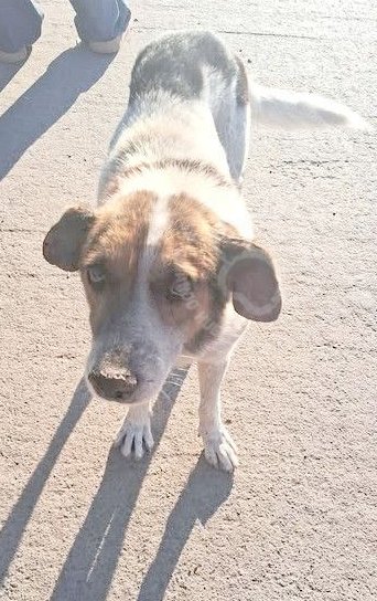Mascota avistada
