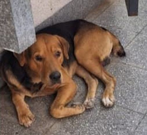 Foto de Mascota Avistada