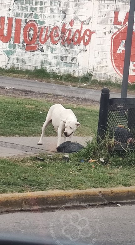Mascota avistada