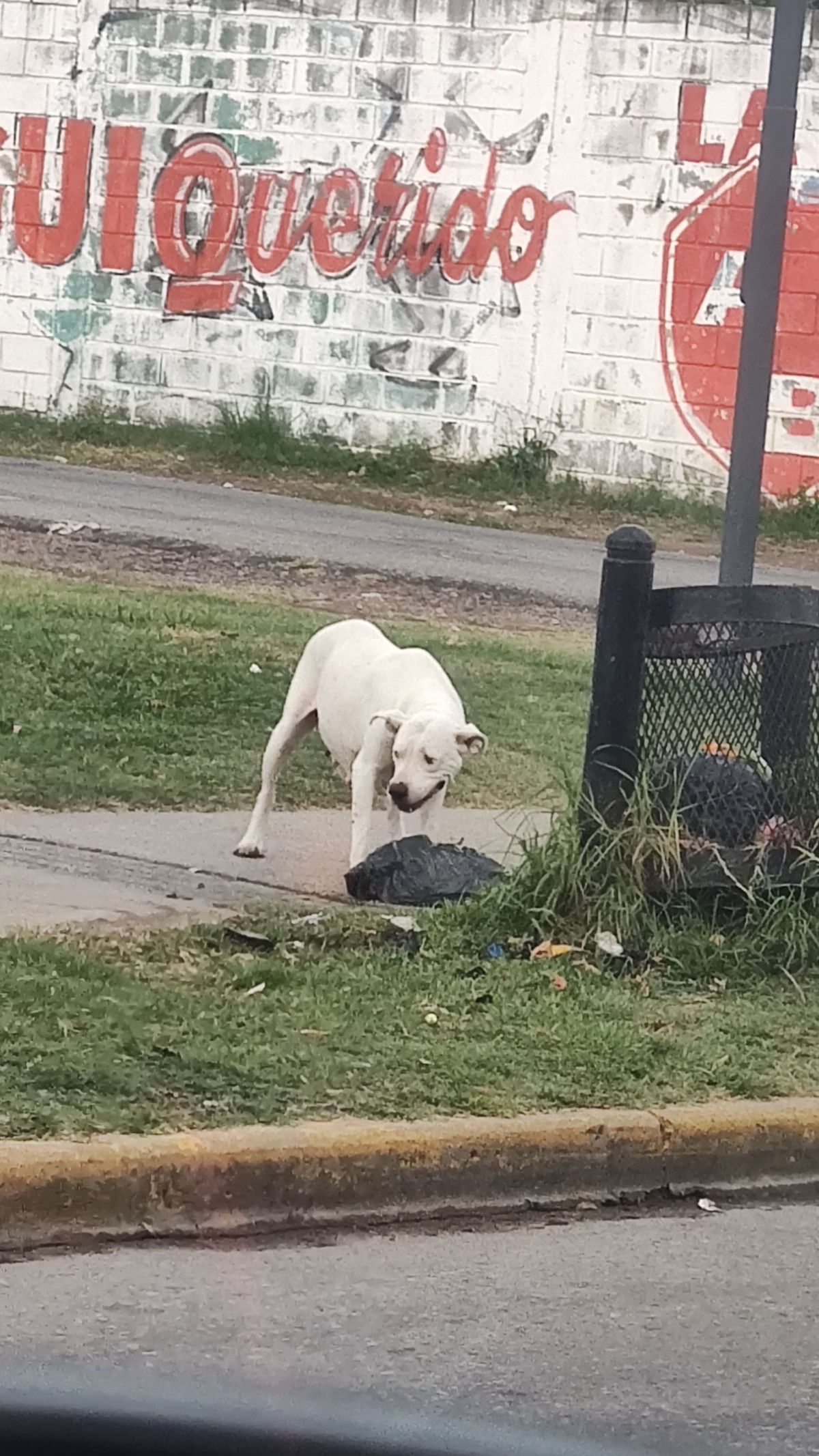 Foto de Mascota Avistada