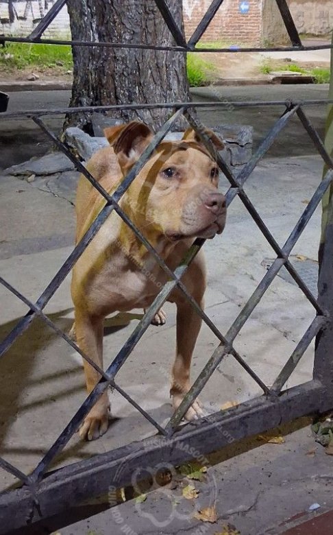 Mascota avistada