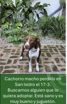 Foto de Mascota Encontrada