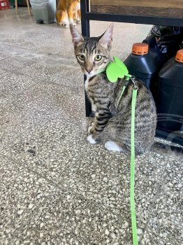 Foto de Mascota Perdida